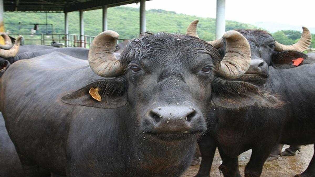 Mob Assaults Shop Owner Near Delhi University Over Suspicion of Selling Cow Meat—Tensions Rise in Vijay Nagar
