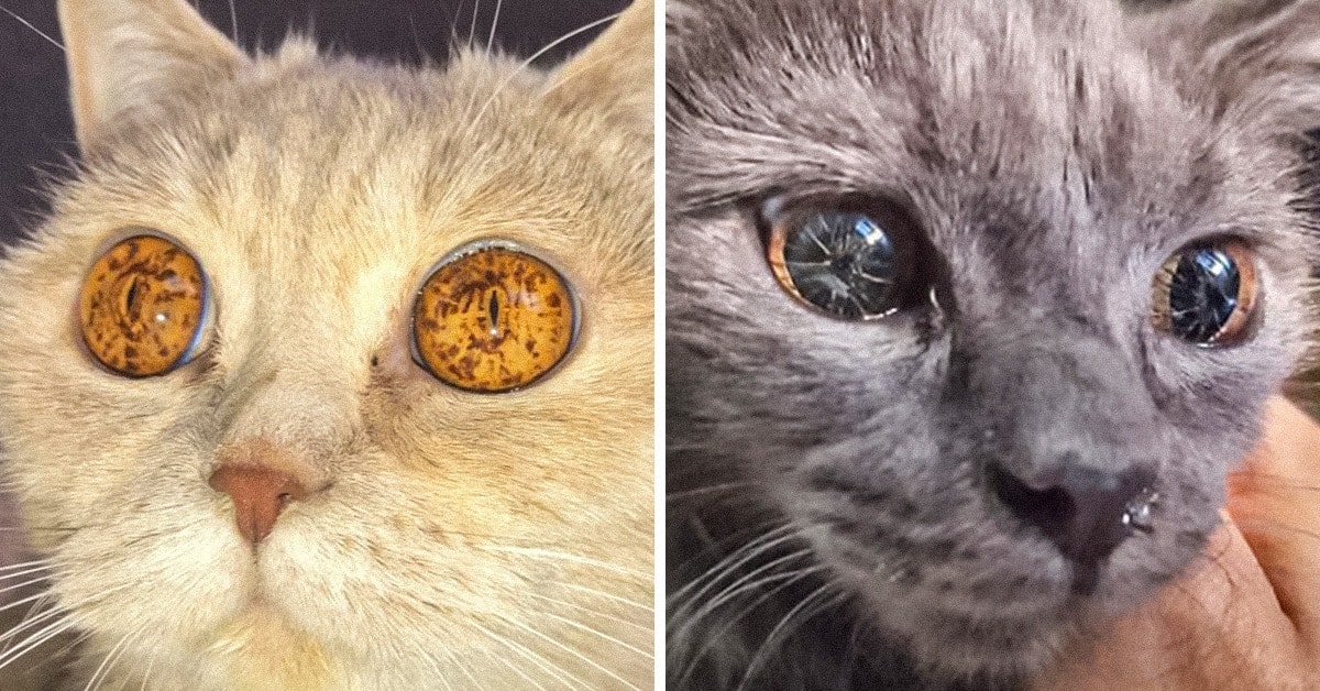 Mystery Behind Ginger Cats' Iconic Color Solved After 60 Years